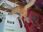 catleap.JPG
